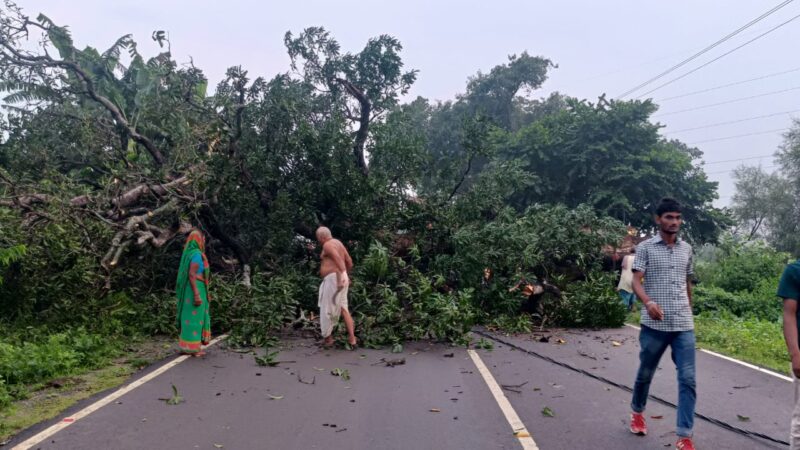 सड़क पर पेड़ गिरने से यातायात बाधित